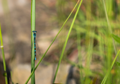 coenagrion caerulescens   agrion bleuissant femelle