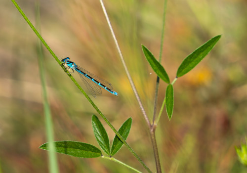 coenagrion caerulescens   agrion bleuissant femelle