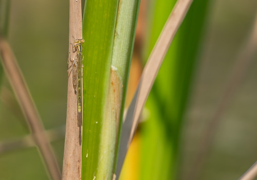 coenagrion caerulescens   agrion bleuissant femelle