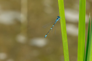 coenagrion caerulescens agrion bleuissant male 10 coenagrion caerulescens agrion bleuissant male 10