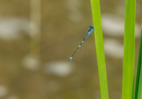 coenagrion caerulescens   agrion bleuissant male 10