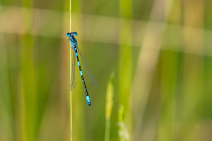 coenagrion caerulescens agrion bleuissant male coenagrion caerulescens agrion bleuissant male