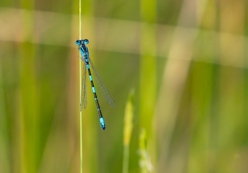coenagrion caerulescens   agrion bleuissant male
