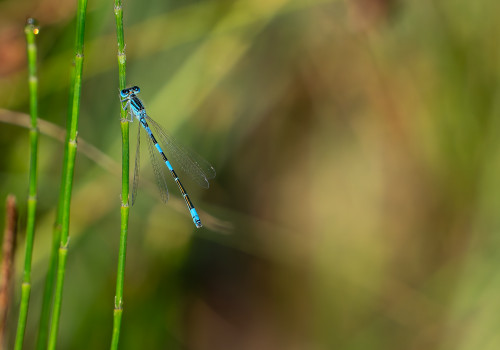 coenagrion caerulescens   agrion bleuissant male