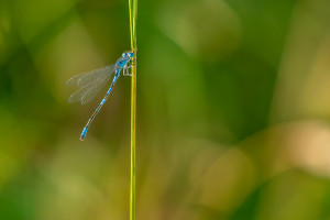 coenagrion caerulescens agrion bleuissant male coenagrion caerulescens agrion bleuissant male