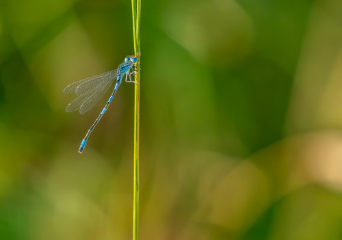 coenagrion caerulescens   agrion bleuissant male