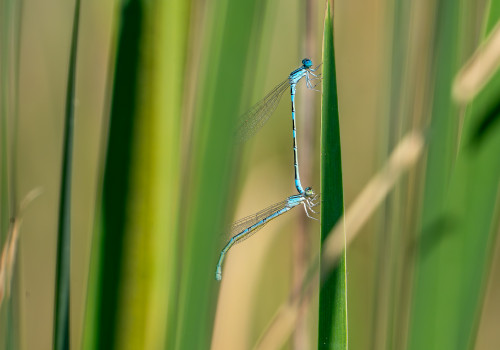 coenagrion caerulescens   agrion bleuissant tandem 10