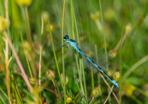 coenagrion caerulescens male