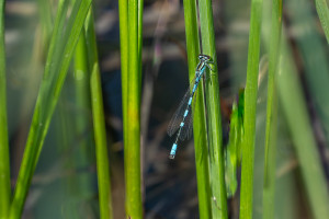 coenagrion caerulescens male coenagrion caerulescens male