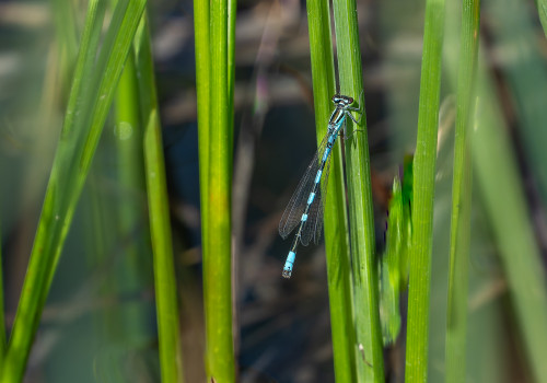 coenagrion caerulescens male