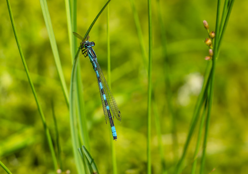 coenagrion caerulescens male
