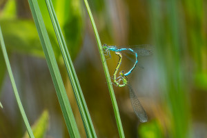 coenagrion hastulatum agrion haste coeur copulatoire coenagrion hastulatum agrion haste coeur copulatoire