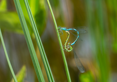 coenagrion hastulatum  agrion haste  coeur copulatoire