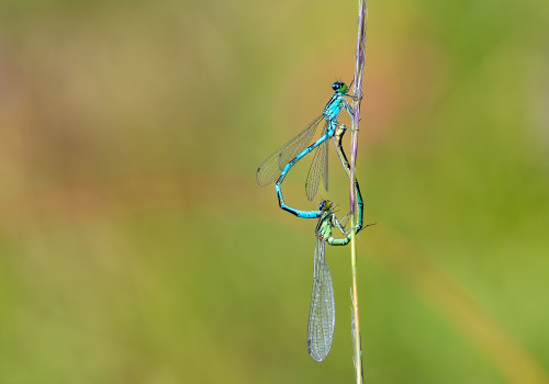 coenagrion hastulatum  agrion haste  couple