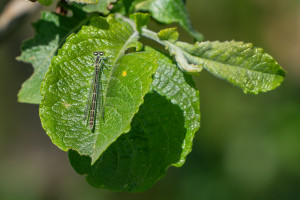 coenagrion hastulatum agrion haste femelle coenagrion hastulatum agrion haste femelle
