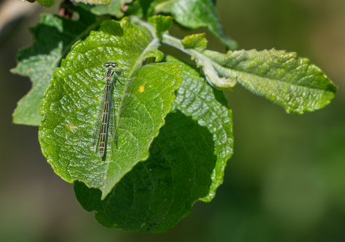 coenagrion hastulatum  agrion haste  femelle