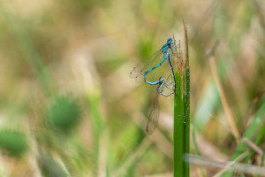 coenagrion mercuriale agrion de mercure coeur copulatoire coenagrion mercuriale agrion de mercure coeur copulatoire