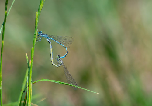 coenagrion mercuriale agrion de mercure coeur copulatoire coenagrion mercuriale agrion de mercure coeur copulatoire