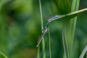 coenagrion mercuriale agrion de mercure coeur tandem 10 coenagrion mercuriale agrion de mercure coeur tandem 10