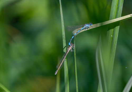 coenagrion mercuriale agrion de mercure coeur tandem 10 coenagrion mercuriale agrion de mercure coeur tandem 10