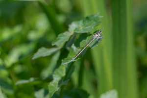 coenagrion mercuriale agrion de mercure femelle coenagrion mercuriale agrion de mercure femelle
