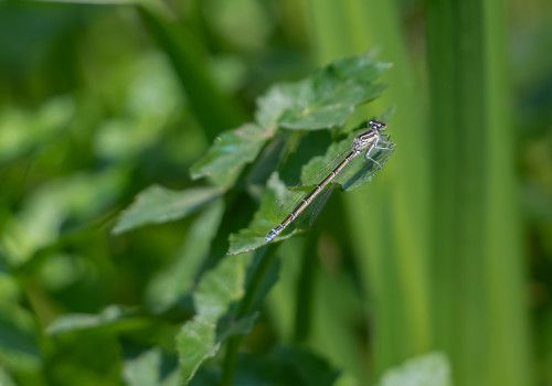 coenagrion mercuriale agrion de mercure femelle coenagrion mercuriale agrion de mercure femelle
