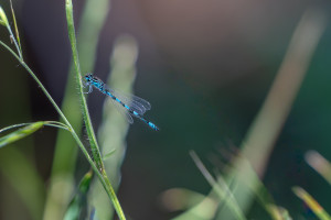 coenagrion mercuriale agrion de mercure male coenagrion mercuriale agrion de mercure male