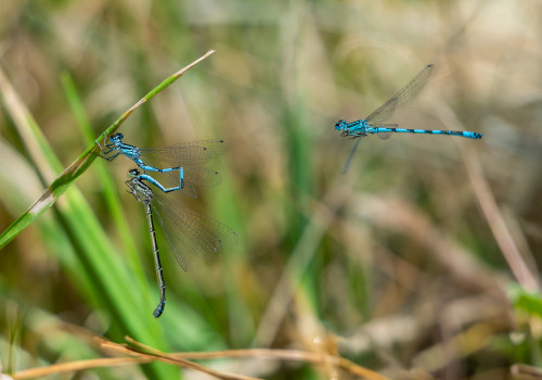 coenagrion mercuriale agrion de mercure tandem coenagrion mercuriale agrion de mercure tandem