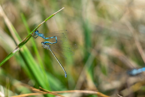 coenagrion mercuriale agrion de mercure tandem coenagrion mercuriale agrion de mercure tandem