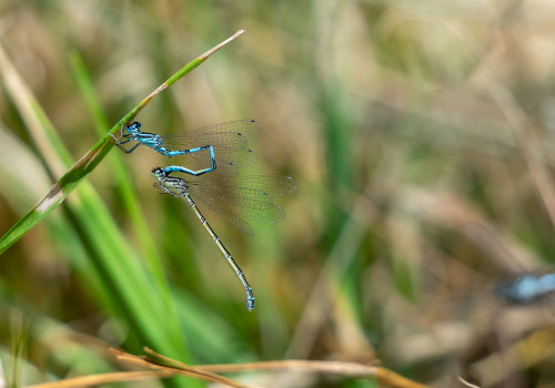coenagrion mercuriale agrion de mercure tandem coenagrion mercuriale agrion de mercure tandem