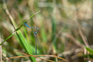 coenagrion mercuriale agrion de mercure tandem coenagrion mercuriale agrion de mercure tandem