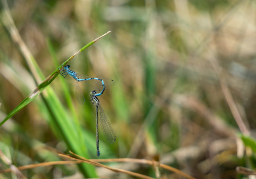 coenagrion mercuriale agrion de mercure tandem coenagrion mercuriale agrion de mercure tandem