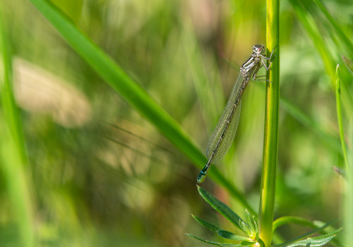 coenagrion mercuriale  l agrion de mercure  femelle