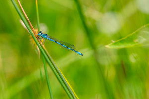 coenagrion mercuriale l agrion de mercure male coenagrion mercuriale l agrion de mercure male