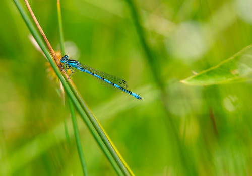 coenagrion mercuriale  l agrion de mercure  male