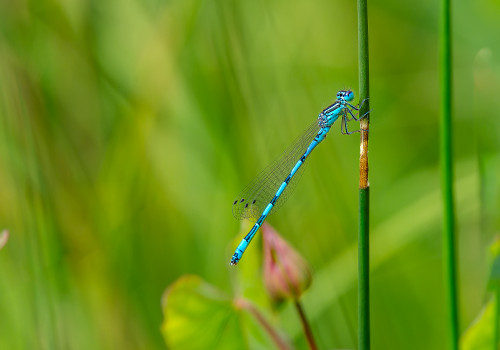 coenagrion mercuriale  l agrion de mercure  male