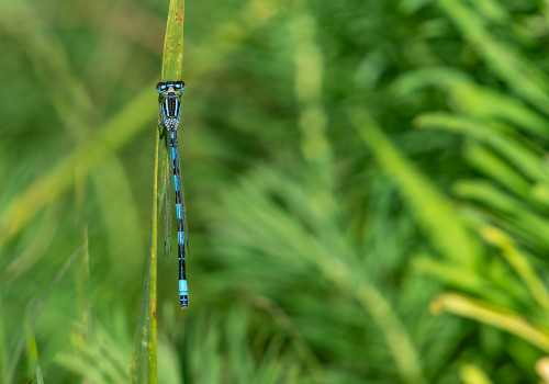 coenagrion mercuriale  l agrion de mercure  male