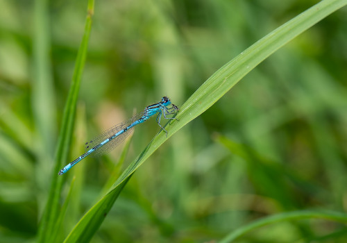 coenagrion mercuriale  l agrion de mercure  male