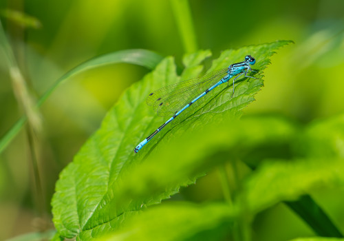 coenagrion puella   agrion jouvencelle male