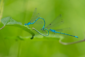 coenagrion puella l agrion jouvencelle couple coenagrion puella l agrion jouvencelle couple