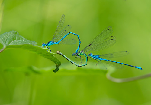 coenagrion puella  l agrion jouvencelle  couple