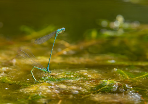 coenagrion puella  l agrion jouvencelle  couple 11