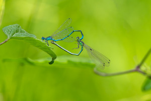 coenagrion puella l agrion jouvencelle couple coenagrion puella l agrion jouvencelle couple
