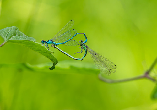 coenagrion puella  l agrion jouvencelle  couple