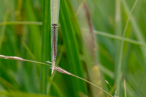 coenagrion puella l agrion jouvencelle femelle coenagrion puella l agrion jouvencelle femelle