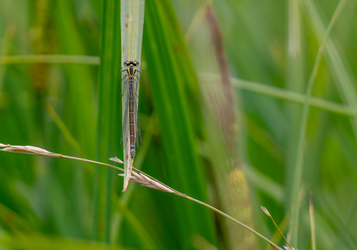 coenagrion puella  l agrion jouvencelle  femelle