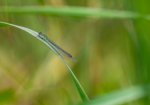 coenagrion puella  l agrion jouvencelle  femelle
