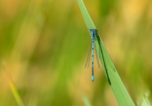 coenagrion puella  l agrion jouvencelle  male