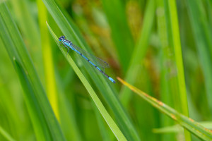 coenagrion puella l agrion jouvencelle male coenagrion puella l agrion jouvencelle male