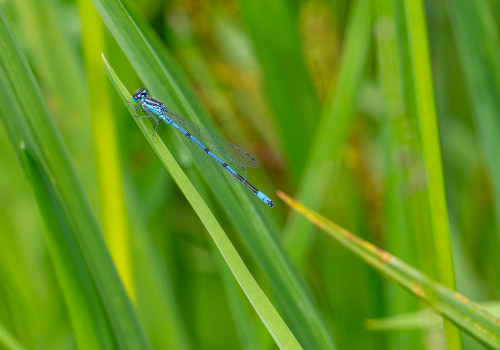 coenagrion puella  l agrion jouvencelle  male